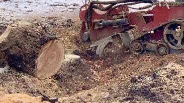 When Should You Opt For Professional Stump Grinding Services In Niagara Falls?