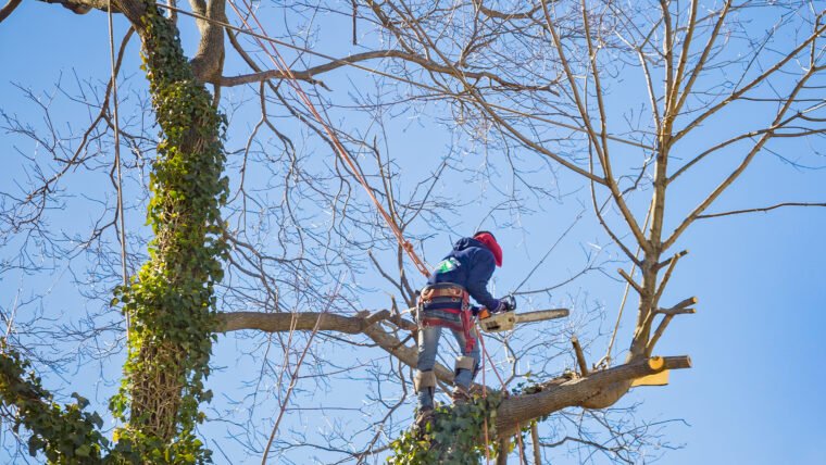 Narrow Spaced Trees Are A Challenge: Learn How A Professional Tree Service Can Help