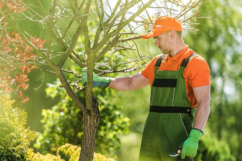 Emergency Tree Services Can Prevent Post-Storm Mess