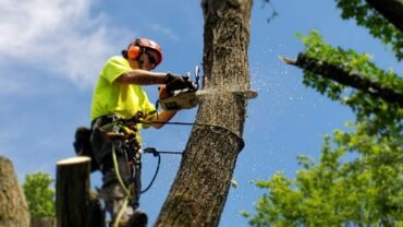I Need Tree Service! Should I Call The Professionals Or Handle It Myself?