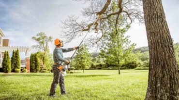Do You Know The Right Tree Trimming Practices?