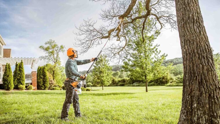 Do You Know The Right Tree Trimming Practices?