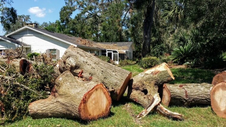 7 Real Times to Call an Emergency Tree Removal