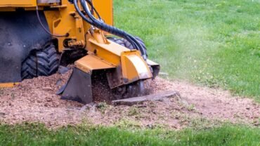 Cost of Stump Grinding: A 2022 Price Guide