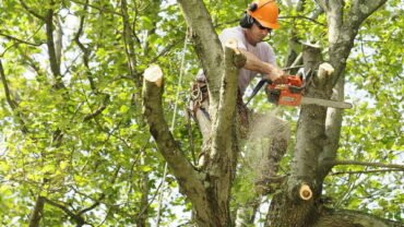 9 Things Not To Do While Cutting Trees On Your Property