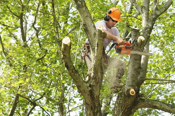 9 Things Not To Do While Cutting Trees On Your Property