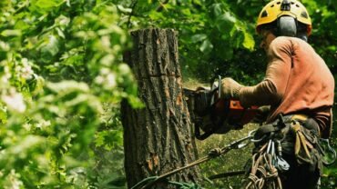 Professional Tree Removal Service – Expert Tips For Hiring A Company